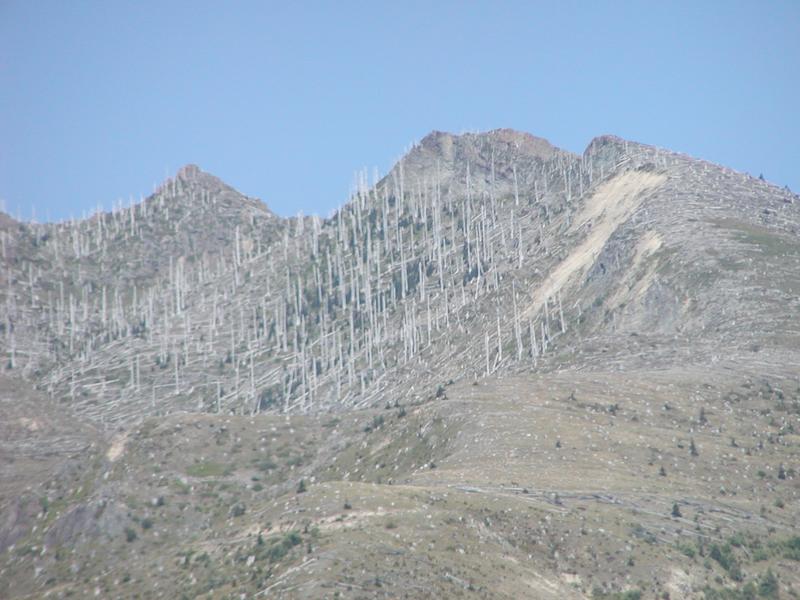 Tree Graveyard